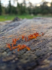 Calocera cornea