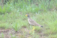 Vanellus senegallus lateralis