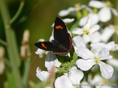 Heliophorini