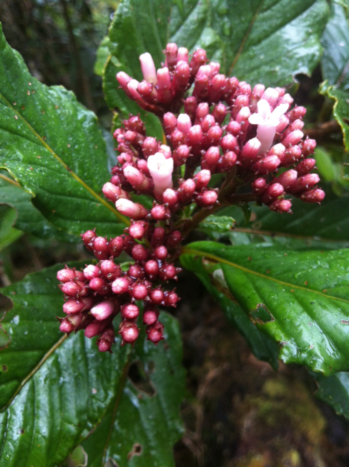 Gaertnera macrostipula