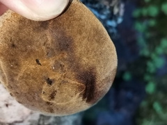 Phellinus nigricans