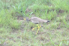Vanellus senegallus lateralis