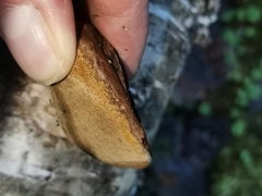 Phellinus nigricans