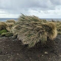 Poa flabellata