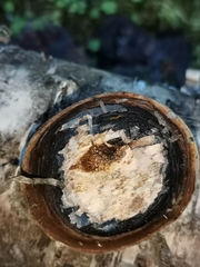 Phellinus nigricans