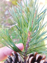 Pinus sylvestris
