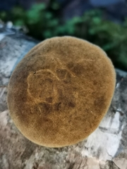 Phellinus nigricans