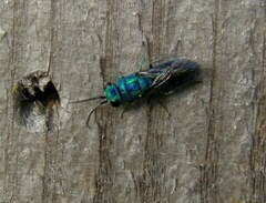 Chrysis indigotea