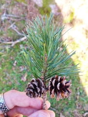 Pinus sylvestris