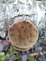 Phellinus nigricans