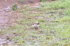 Plocepasser mahali mahali