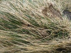 Poa flabellata
