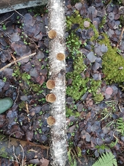 Phellinus nigricans