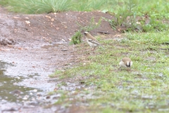 Plocepasser mahali mahali