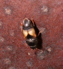 Carpophilus hemipterus