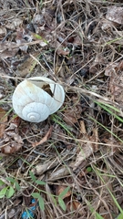 Helix pomatia