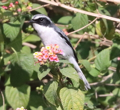 Saxicola ferreus