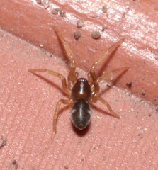Phrurolithus