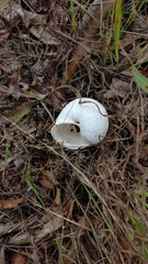 Helix pomatia