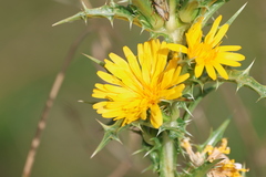 Scolymus hispanicus