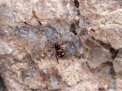 Asagena americana