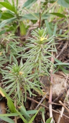 Ajuga chamaepitys