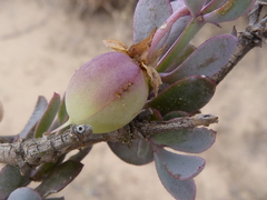 Roepera sessilifolia