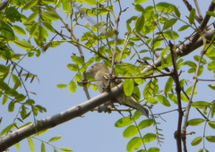 Elaenia