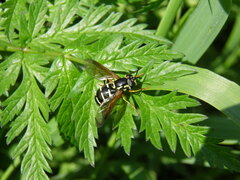 Chrysotoxum festivum