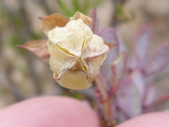 Roepera sessilifolia