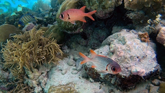 Myripristis violacea