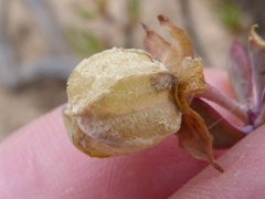 Roepera sessilifolia