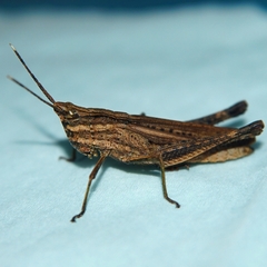 Phlaeoba infumata