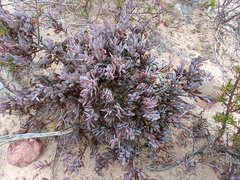 Roepera sessilifolia