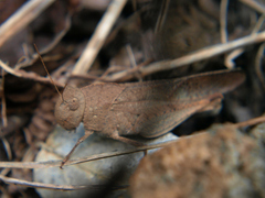 Humbe tenuicornis