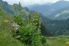 Gentiana lutea lutea