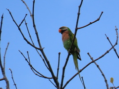 Psittacula alexandri