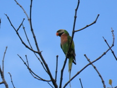 Psittacula alexandri