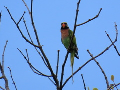 Psittacula alexandri