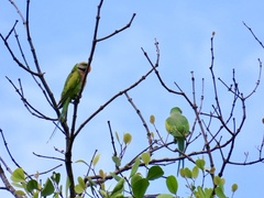 Psittacula alexandri