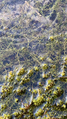 Elodea canadensis
