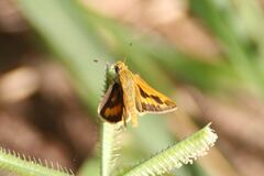 Cephrenes augiades