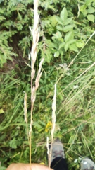 Arrhenatherum elatius