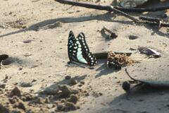 Graphium eurypylus nyctimus