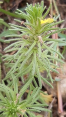 Ajuga chamaepitys
