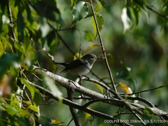 Ficedula