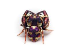 Simaethina