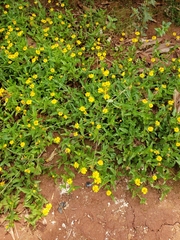 Acmella decumbens