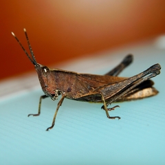 Phlaeoba antennata