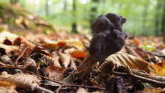 Helvella lacunosa